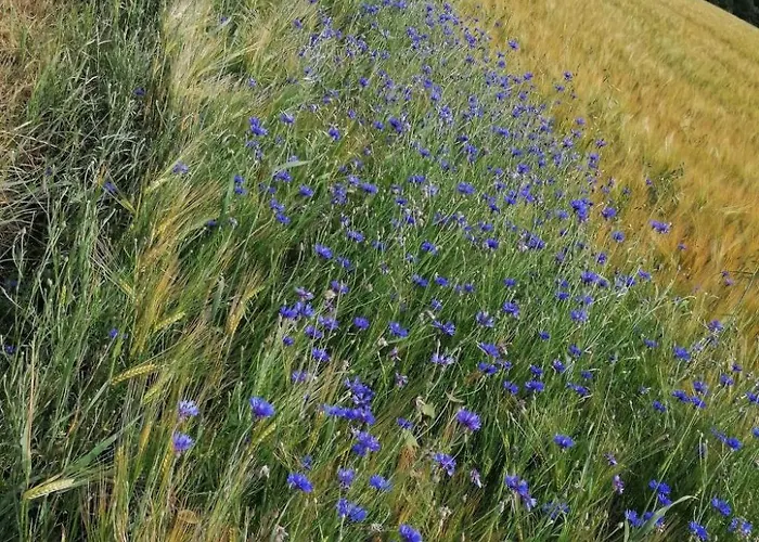 公寓 Mit Terrasse By Interhome